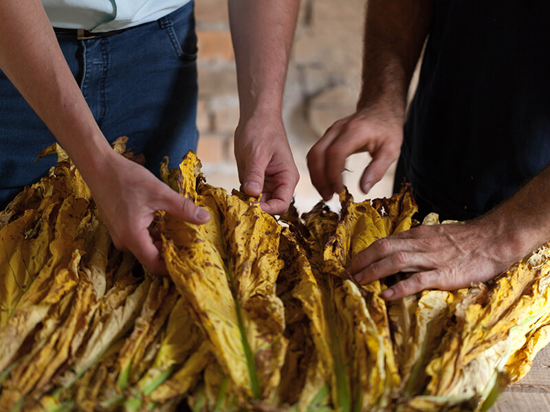 JTI embarks on vertical internationalization into the tobacco leaf supply chain