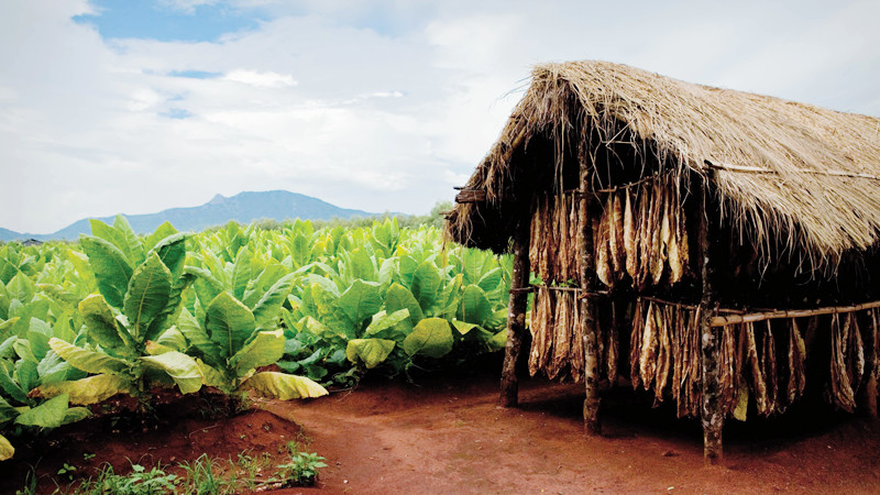 The JT Group Principles in Leaf Tobacco Production